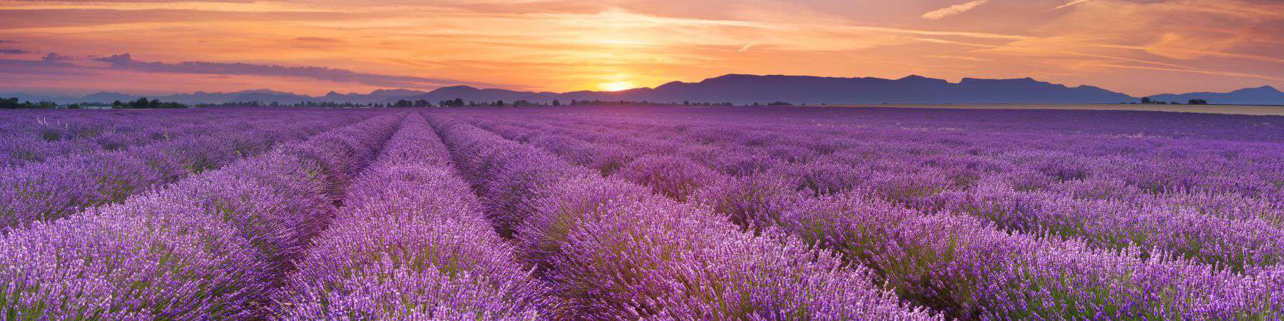 Sunrise over blooming fields of lavender in the Provence, France