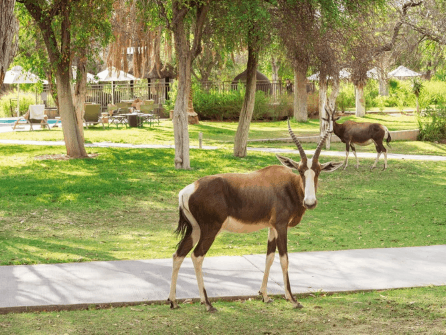 Mokuti Etosha Lodge-3