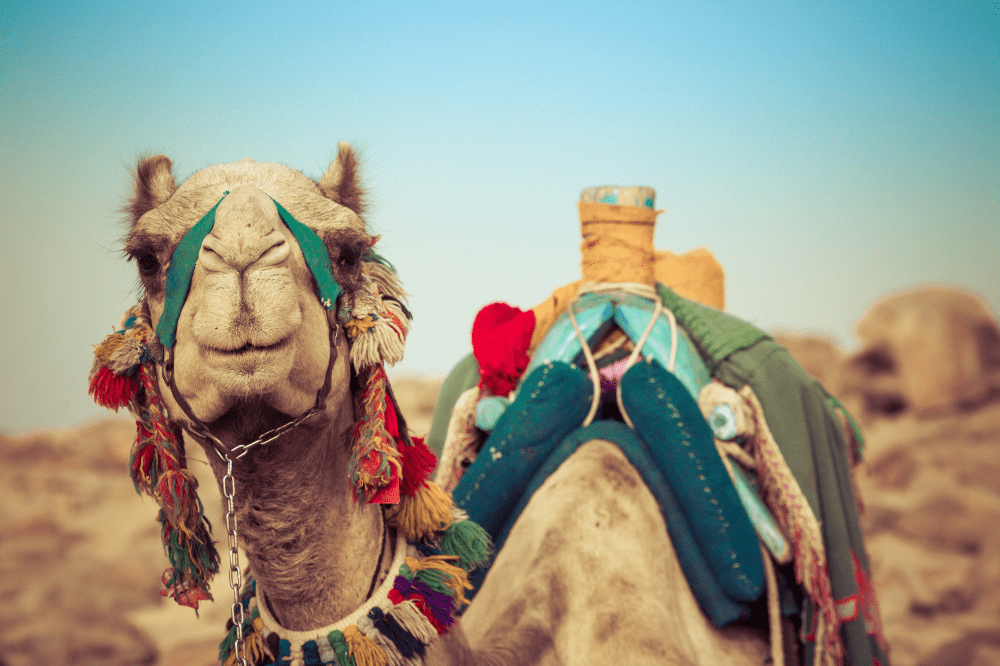 Ägypten Kamel