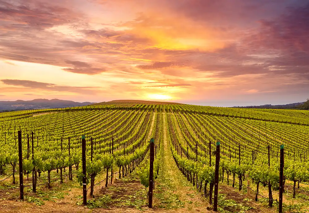 Napa Valley USA San Francisco